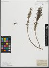 Foto von Salix repens subsp. rosmarinifolia (L.) Andersson